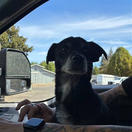 Shelter Stray Male Dog last seen ANTELOPE RD/DON JULIO BLVD,95842, 3839 Bradshaw Rd, Sacramento, CA 95827, USA