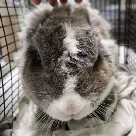 Shelter Stray Male Other last seen , 1850 W 60th St, Los Angeles, CA 90047, USA