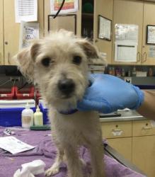Shelter Stray Male Dog last seen VAN BUREN\ARLINGTON DR, RIVERSIDE, CA, 6851 Van Buren Boulevard, Jurupa Valley, CA 92509, USA