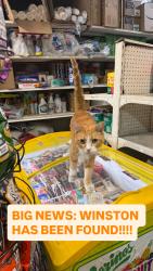 Reunited Male Cat last seen Sheeji News (Winston’s Home), Brooklyn, NY 11231