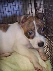 Shelter Stray Unknown Dog last seen , 1850 W 60th St, Los Angeles, CA 90047, USA