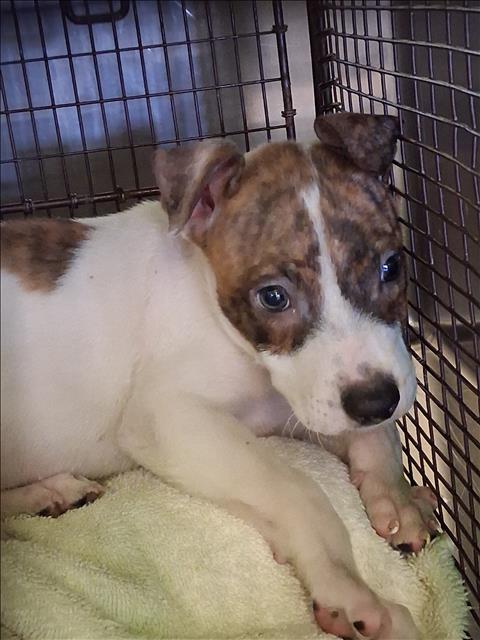 Shelter Stray Unknown Dog last seen , 1850 W 60th St, Los Angeles, CA 90047, USA