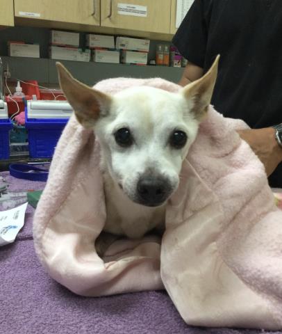 Shelter Stray Male Dog last seen Near BLOCK MARY ST, RIVERSIDE CA 92506, 6851 Van Buren Boulevard, Jurupa Valley, CA 92509, USA