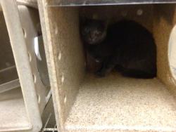 Shelter Stray Female Cat last seen Near BLOCK VAN BUREN BLVD, JURUPA VALLEY CA 92509, 6851 Van Buren Boulevard, Jurupa Valley, CA 92509, USA