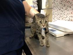 Shelter Stray Unknown Cat last seen Near BLOCK VAN BUREN BLVD, JURUPA VALLEY CA 92509, 6851 Van Buren Boulevard, Jurupa Valley, CA 92509, USA