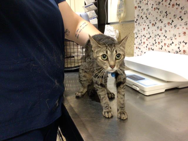 Shelter Stray Unknown Cat last seen Near BLOCK VAN BUREN BLVD, JURUPA VALLEY CA 92509, 6851 Van Buren Boulevard, Jurupa Valley, CA 92509, USA