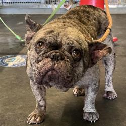 Shelter Stray Female Dog last seen , 1850 W 60th St, Los Angeles, CA 90047, USA