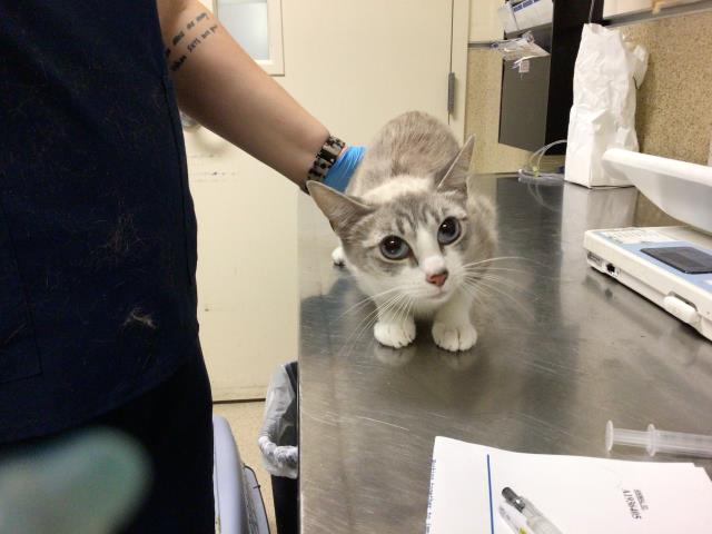 Shelter Stray Female Cat last seen Near BLOCK VAN BUREN BLVD, JURUPA VALLEY CA 92509, 6851 Van Buren Boulevard, Jurupa Valley, CA 92509, USA