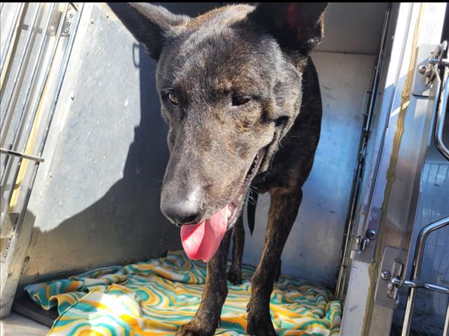Shelter Stray Unknown Dog last seen , 1850 W 60th St, Los Angeles, CA 90047, USA