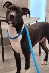 Shelter Stray Male Dog last seen Near BLOCK E 61ST DR AURORA CO 80019, 2080 S Quebec St, Denver, CO 80231, USA
