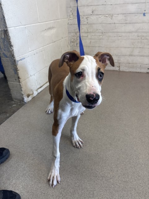 Shelter Stray Female Dog last seen Near BLOCK N CALIFORNIA ST, 333 Chandler Pl, San Bernardino, CA 92408, USA