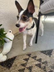 Found/Stray Male Dog last seen pedersen park, Elk Grove, CA 95758