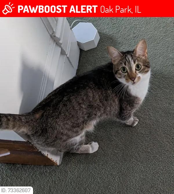 Lost Male Cat last seen Near block north Taylor, oak park near Stevenson park, Oak Park, IL 60302