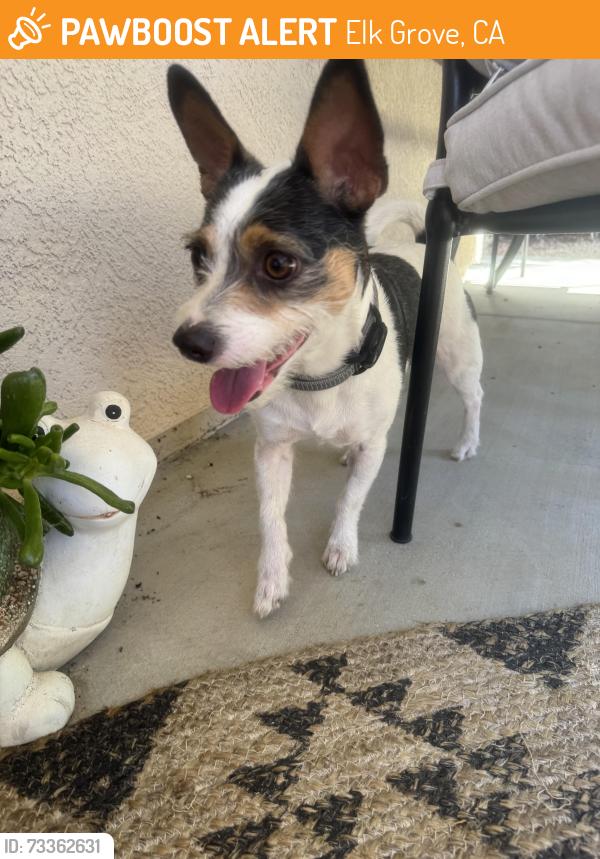 Found/Stray Male Dog last seen pedersen park, Elk Grove, CA 95758
