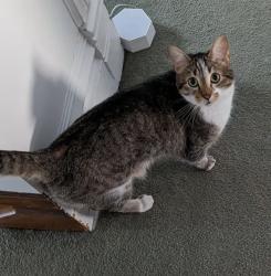 Lost Male Cat last seen Near block north Taylor, oak park near Stevenson park, Oak Park, IL 60302