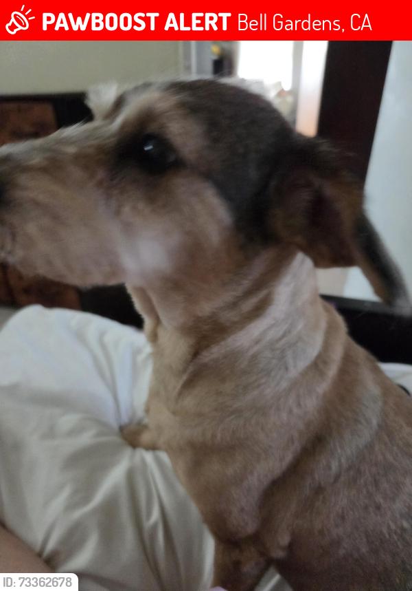 Lost Female Dog last seen Between jaboneria and ira street, Bell Gardens, CA 90201