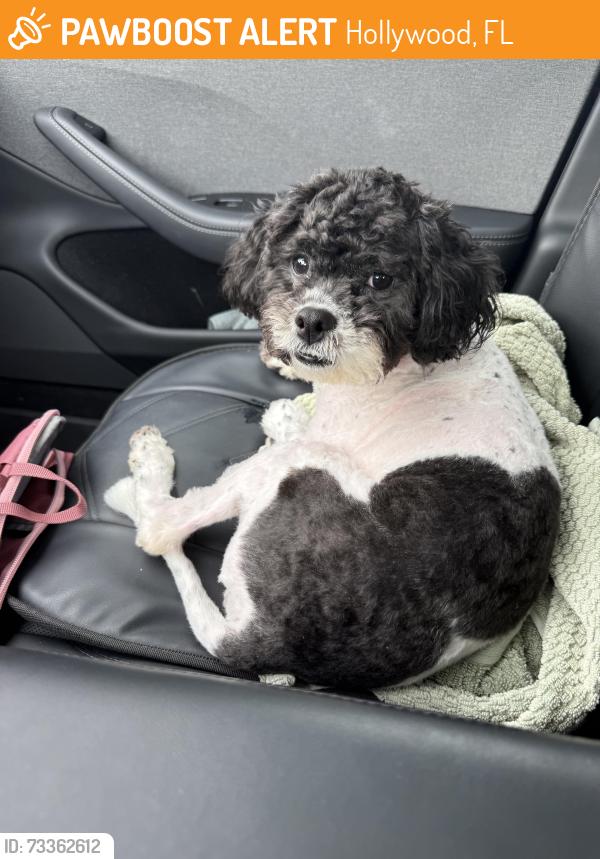 Found/Stray Female Dog last seen Near hope street, Hollywood, FL 33024