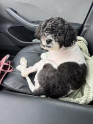 Found/Stray Female Dog last seen Near hope street, Hollywood, FL 33024
