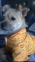 Lost Male Dog last seen Tempe rancho, Tempe, AZ 85281