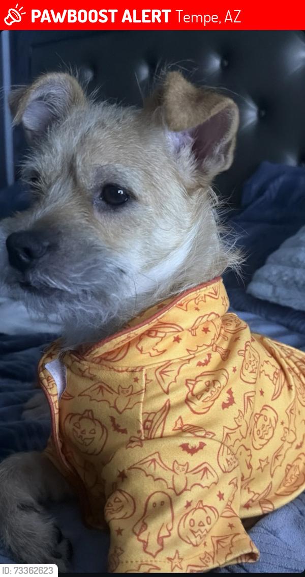 Lost Male Dog last seen Tempe rancho, Tempe, AZ 85281