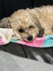 Lost Female Dog last seen Se 23rd st and Lariet, Del City, OK 73115