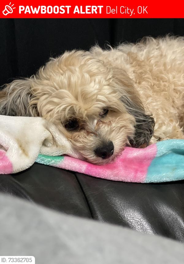 Lost Female Dog last seen Se 23rd st and Lariet, Del City, OK 73115