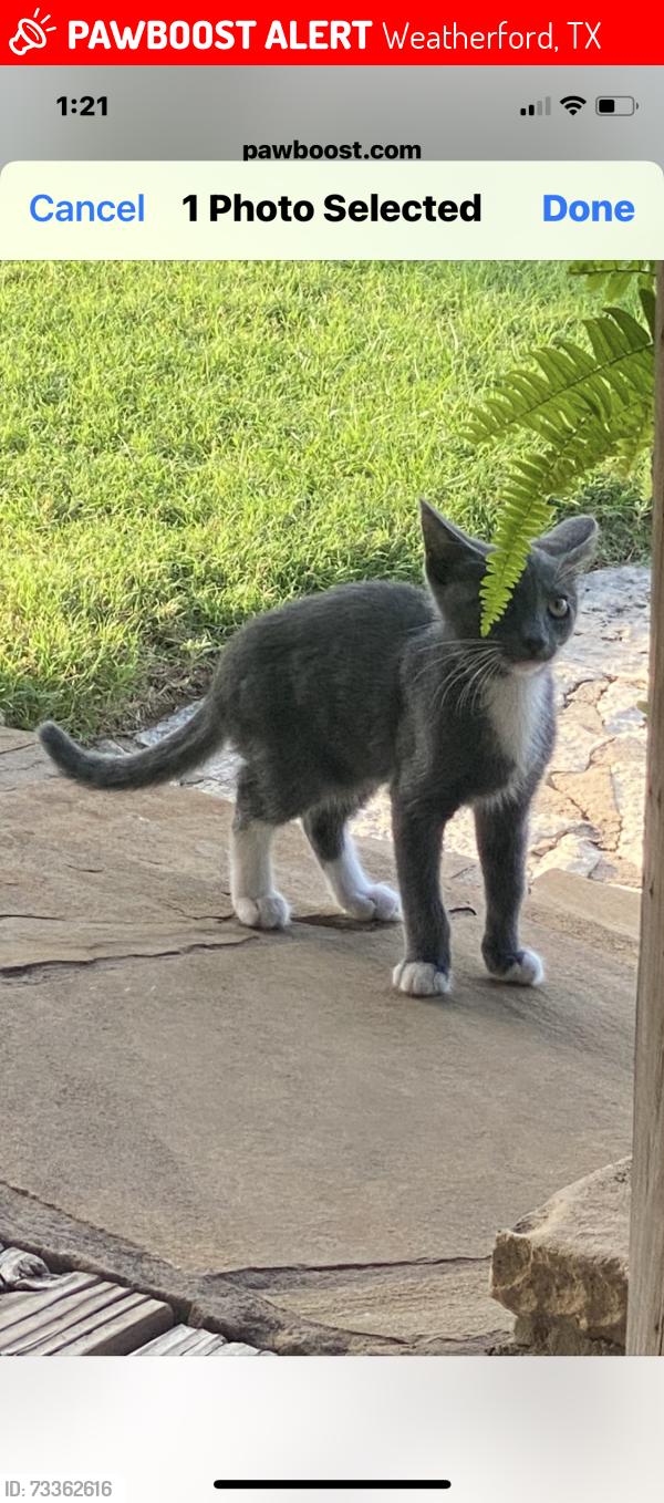 Lost Male Cat last seen Shanes lane / Tin Top Rd, Weatherford, TX 76087