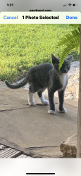Lost Male Cat last seen Shanes lane / Tin Top Rd, Weatherford, TX 76087