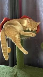Lost Female Cat last seen Gooseberry/elderberry, Tucson, AZ 85747