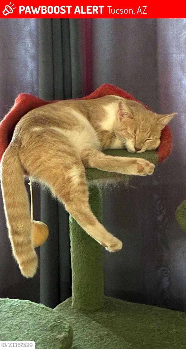 Lost Female Cat last seen Gooseberry/elderberry, Tucson, AZ 85747