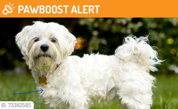 Found/Stray Unknown Dog last seen Corner of Korite and Lazurite, Rancho Santa Margarita, CA 92688, Rancho Santa Margarita, CA 92688
