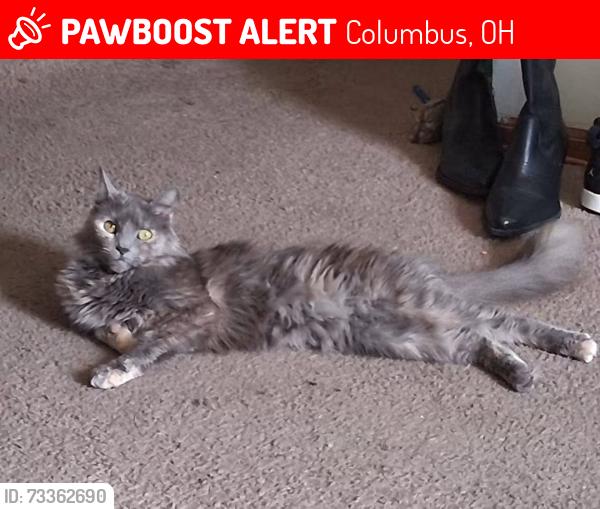 Lost Female Cat last seen Norton Rd, Columbus, OH 43228