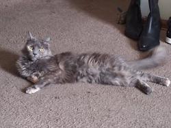 Lost Female Cat last seen Norton Rd, Columbus, OH 43228