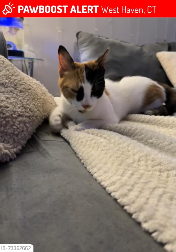 Lost Female Cat last seen Yates st, West Haven, CT 06516