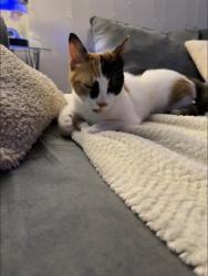 Lost Female Cat last seen Yates st, West Haven, CT 06516
