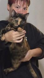 Reunited Female Cat last seen Burlingame and Plas, Wyoming, MI 49519