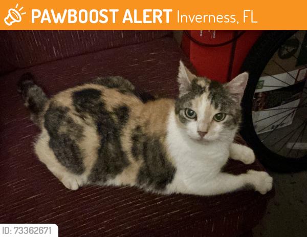 Found/Stray Female Cat last seen Turner camp rd and melody st, Inverness, FL 34453