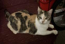 Found/Stray Female Cat last seen Turner camp rd and melody st, Inverness, FL 34453