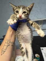Shelter Stray Male Cat last seen homosassa trl, Homosassa, FL, 4030 S Airport Rd, Inverness, FL 34450, USA