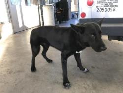Shelter Stray Male Dog last seen Near E Ripy St, South District, TX, 355 Hillshire Dr, Haslet, TX 76052, USA