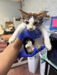 Shelter Stray Male Cat last seen Near Roosevelt Blvd, Beverly Hills, FL, 4030 S Airport Rd, Inverness, FL 34450, USA