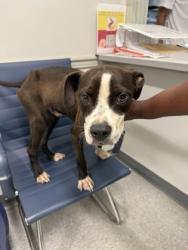 Shelter Stray Male Dog last seen Dawson, Caddo Parish, LA, 1500 Monty St, Shreveport, LA 71107, USA