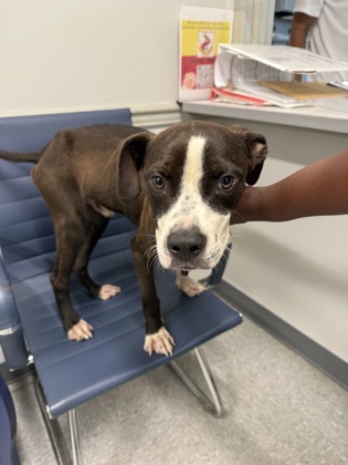 Shelter Stray Male Dog last seen Dawson, Caddo Parish, LA, 1500 Monty St, Shreveport, LA 71107, USA