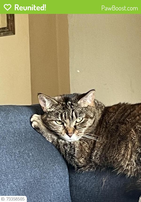 Reunited Female Cat last seen 80th and grant, West Allis, WI 53219