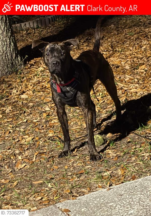 Lost Male Dog last seen Arkansas 53 and hwy 8, Clark County, AR 71921