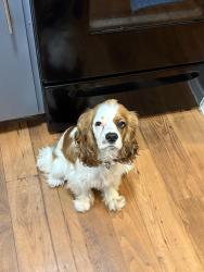 Reunited Female Dog last seen Pioneer, Irving, TX 75061