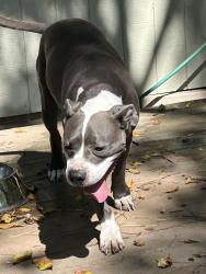 Lost Unknown Dog last seen Near W 34th Strett, Sioux City, IA 51104