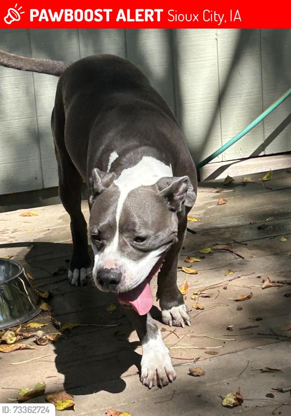 Lost Unknown Dog last seen Near W 34th Strett, Sioux City, IA 51104