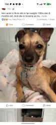 Lost Female Dog last seen Central Drive Lenoir NC, Lenoir, NC 28645