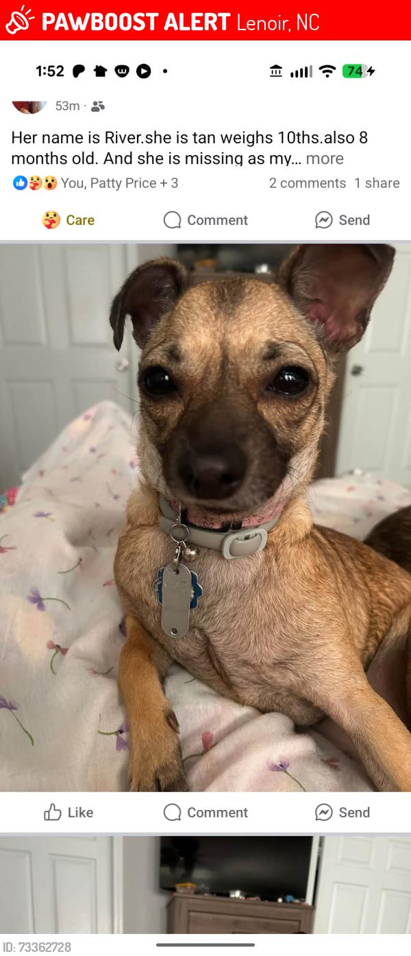 Lost Female Dog last seen Central Drive Lenoir NC, Lenoir, NC 28645